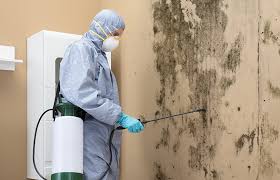 Best Mold Odor Removal Services  in Mount Vernon, NY